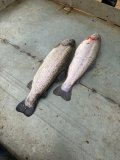IMG_2623.jpeg