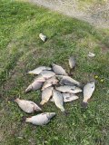 IMG_3214.jpeg