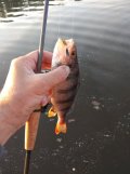 IMG_20250518_051212.jpg