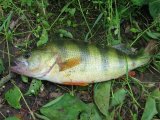 IMG_3278.jpg