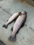IMG_2740.jpeg