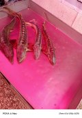 IMG_20250518_200859_726.jpg