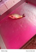 IMG_20250518_200919_455.jpg