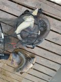 IMG_20250519_055545.jpg