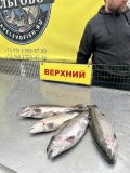 IMG_6421.jpeg