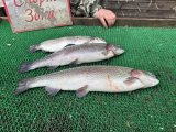 IMG_4442.jpeg
