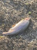 IMG_4052.jpeg
