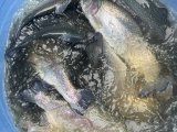 IMG_4485.jpeg