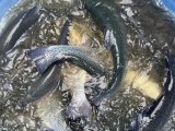 IMG_4487.jpeg