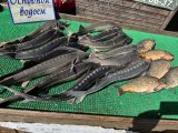 IMG_4558.jpeg