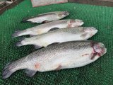 IMG_4763.jpeg