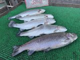 IMG_4795.jpeg