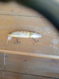 IMG_20250522_091802_742.jpg
