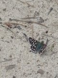 IMG_20250523_154242.jpg