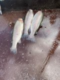 b4381dd1-45a6-40a6-af6a-26330086ca18.jpeg