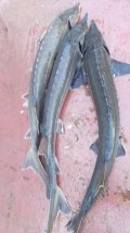 IMG-20250524-WA0024.jpg