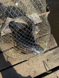 IMG_4374.jpeg