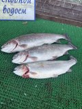 IMG_4371.jpeg