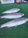 IMG_4438.jpeg