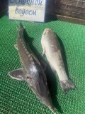 IMG_4420.jpeg