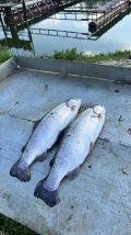 IMG_8749.jpeg
