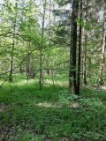 IMG_20250524_003.jpg