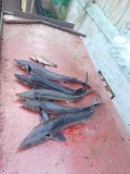 IMG-20250524-WA0028.jpg
