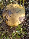 IMG_20250524_073015.jpg