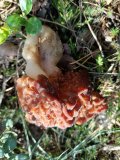 IMG_20250524_100159.jpg