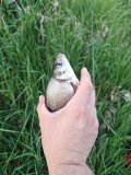 IMG_20250524_201354.jpg
