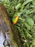 IMG_0868.jpeg