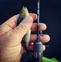 IMG_20250526_201113_644.jpg