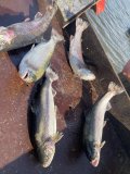 IMG_0430.jpeg