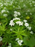 IMG_20250527_122233.jpg