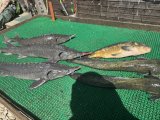 IMG_5063.jpeg