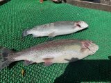 IMG_5080.jpeg