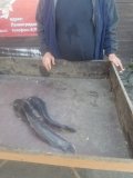 IMG-20250528-WA0046.jpg