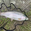 IMG_2159.jpeg