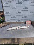 IMG-20250529-WA0036.jpg