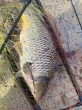 IMG_4584.jpeg