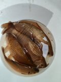 IMG_20250530_100804.jpg
