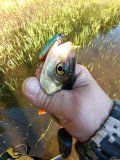 IMG_20250530_062343_591.jpg