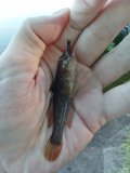 IMG_20240726_071207.jpg