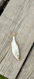IMG_20250530_182942_162.jpg