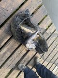 IMG_4687.jpeg