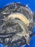 IMG_4724.jpeg