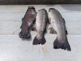 IMG-20250604-WA0005.jpg