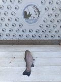 IMG-20250604-WA0013.jpg