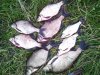 IMG_20140724_183537.jpg