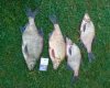 WP_20140802_005.jpg